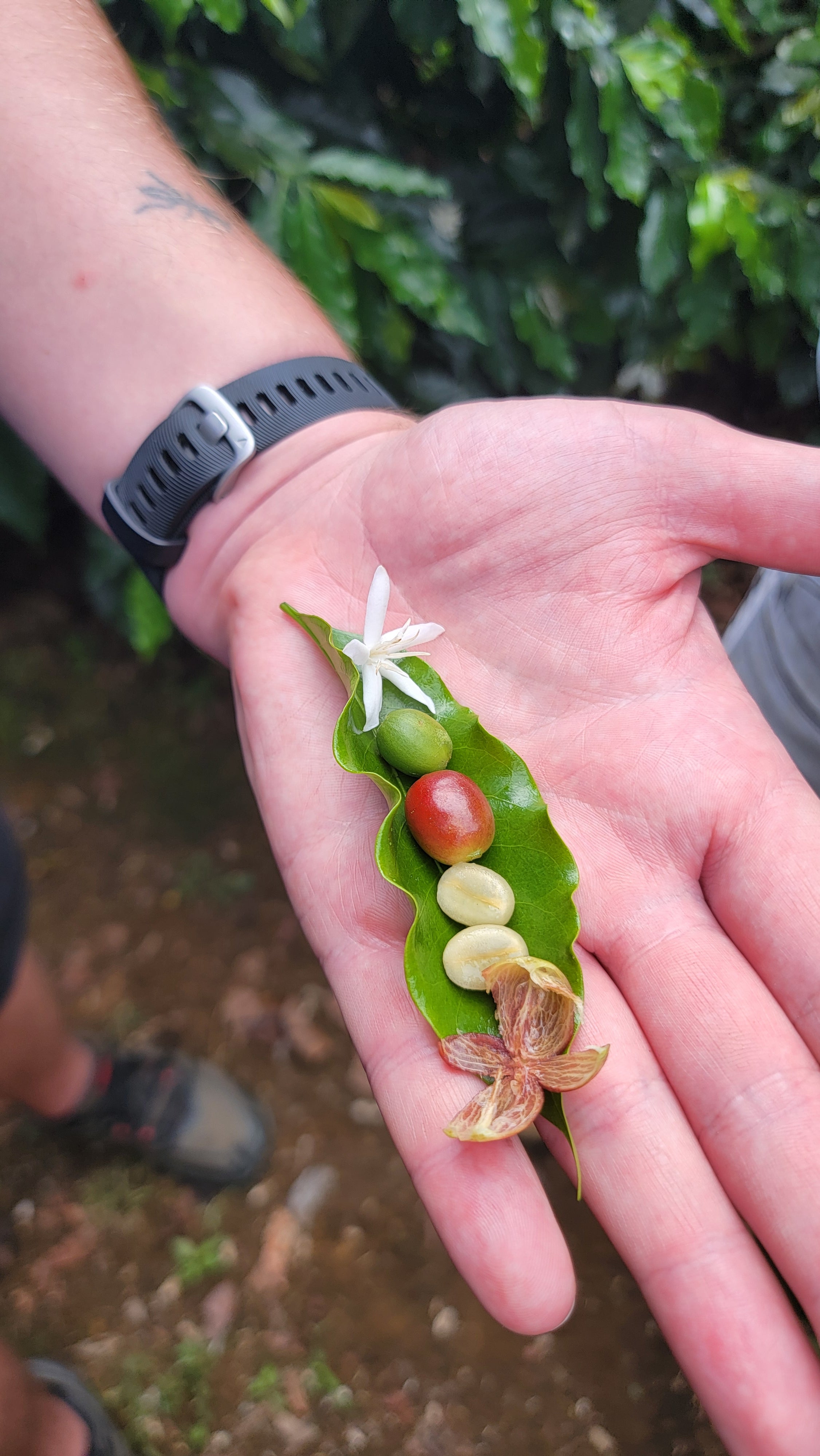 Keene's Beans